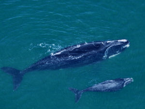 South Carolina state migratory marine mammal