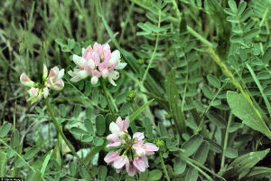Pennsylvania state plant